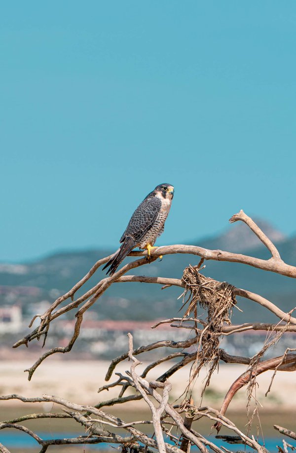 Comment les entreprises de mode peuvent-elles naviguer dans les réglementations sur le droit d'auteur des designs?